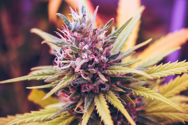 Kosher Kush - Image 2