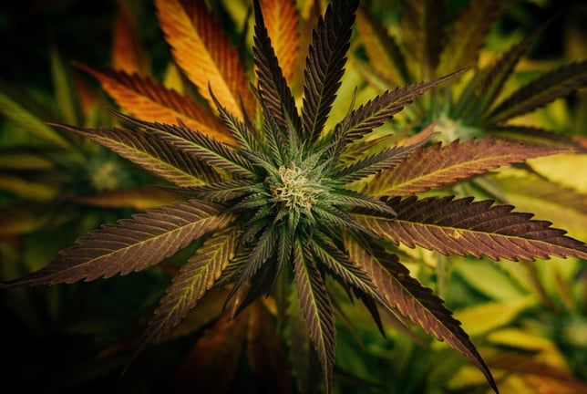 Kosher Kush - Image 7