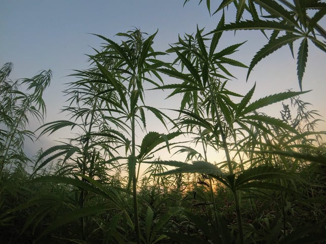 Kosher Kush - Image 3