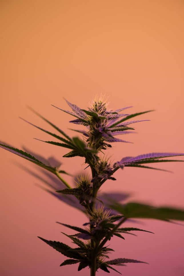 Kosher Kush - Image 6