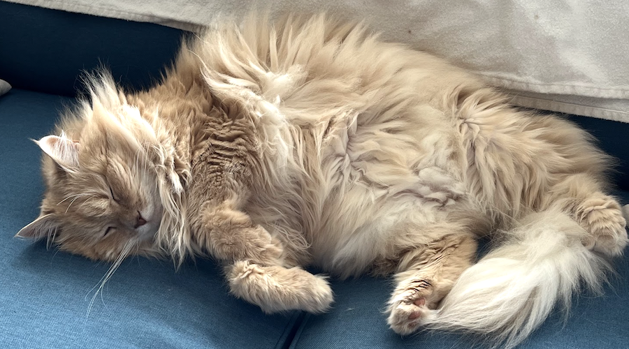 Jane's Shop Marketing Banner